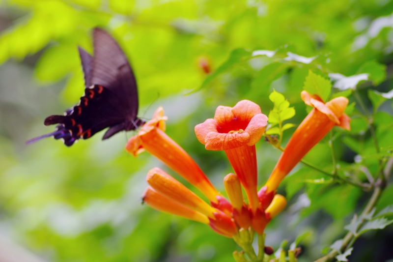 点击大图看下一张：凌霄花图片