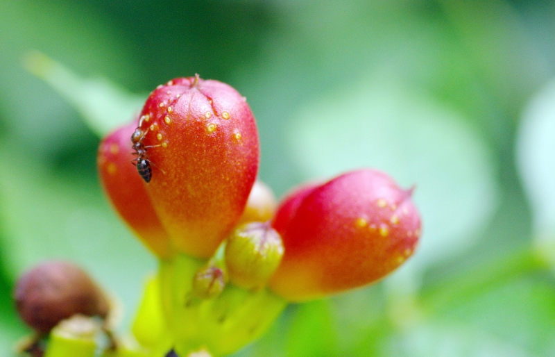 点击大图看下一张：凌霄花图片