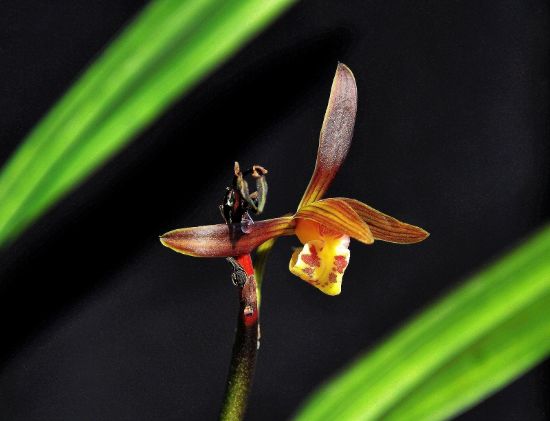 点击大图看下一张：墨兰图片