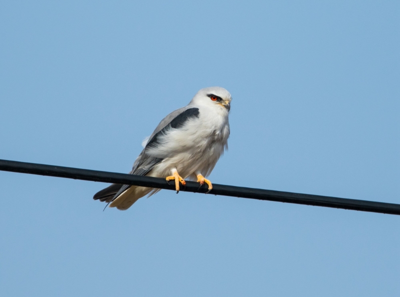 点击大图看下一张：黑翅鸢的图片
