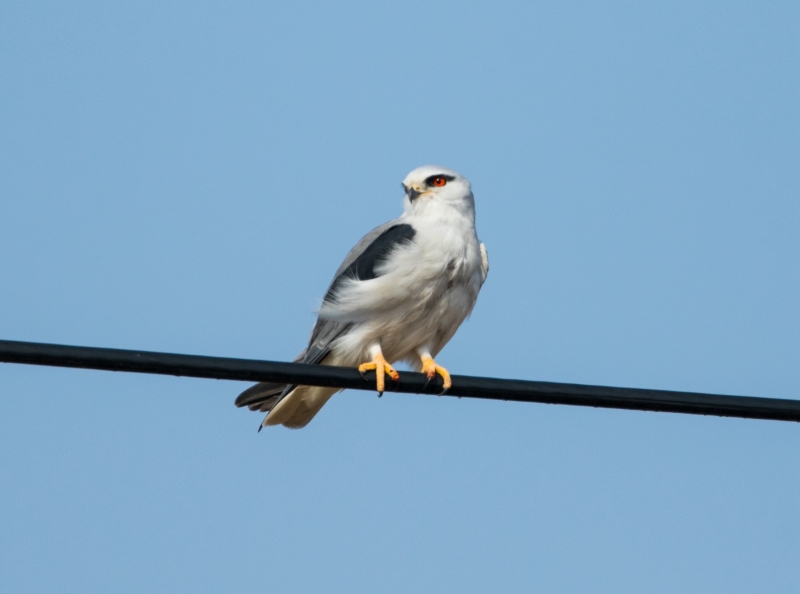 点击大图看下一张：黑翅鸢的图片
