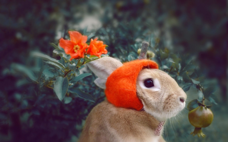 点击大图看下一张：萌宠兔子图片