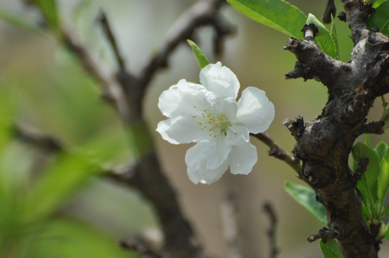 点击大图看下一张：白色桃花图片