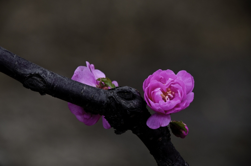 点击大图看下一张：粉红色榆叶梅图片