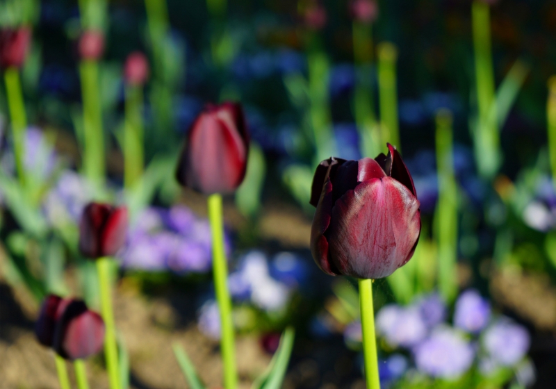 点击大图看下一张：黑色郁金香图片