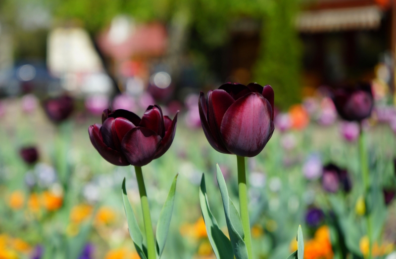 点击大图看下一张：黑色郁金香图片