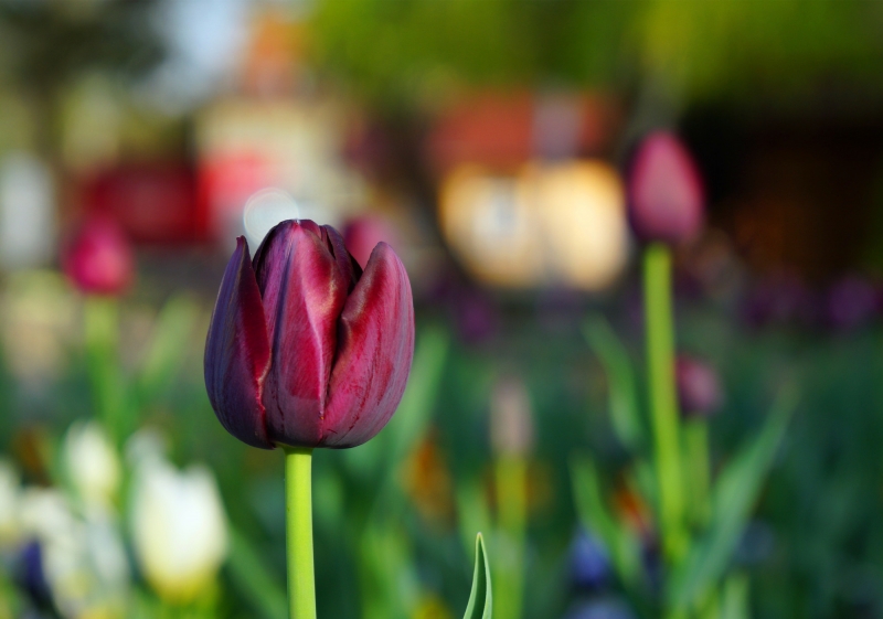 点击大图看下一张：黑色郁金香图片