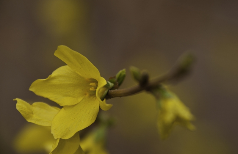 点击大图看下一张：黄花连翘图片