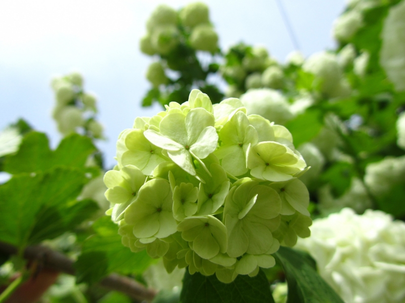 点击大图看下一张:绿色绣球花图片