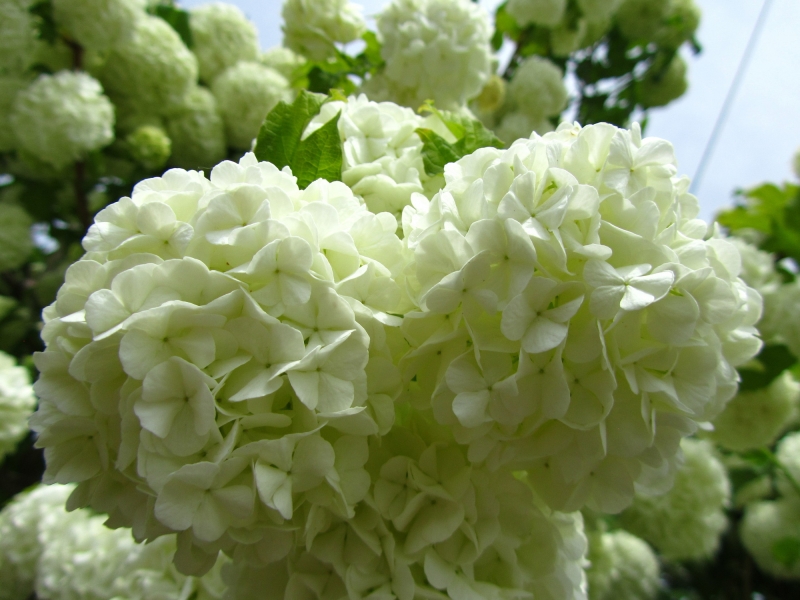 点击大图看下一张:绿色绣球花图片