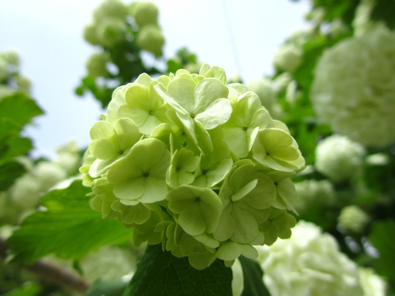 点击大图看下一张:绿色绣球花图片