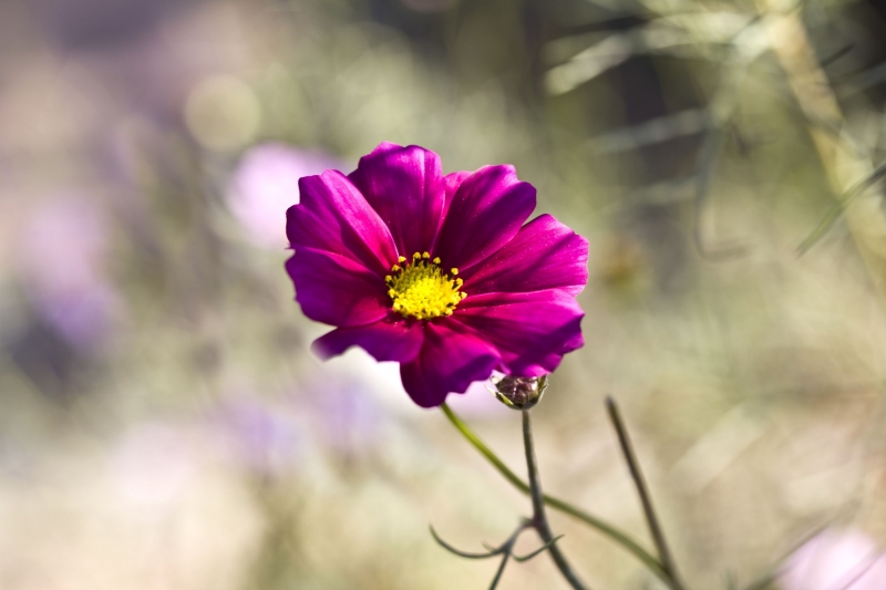 点击大图看下一张：紫色格桑花图片