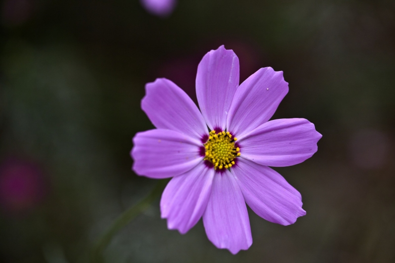点击大图看下一张：紫色格桑花图片