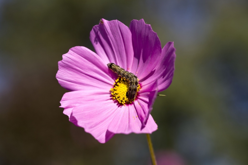 点击大图看下一张：紫色格桑花图片