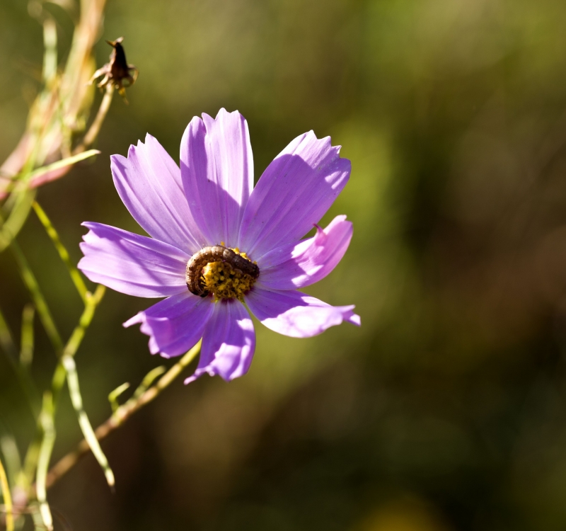 点击大图看下一张：紫色格桑花图片