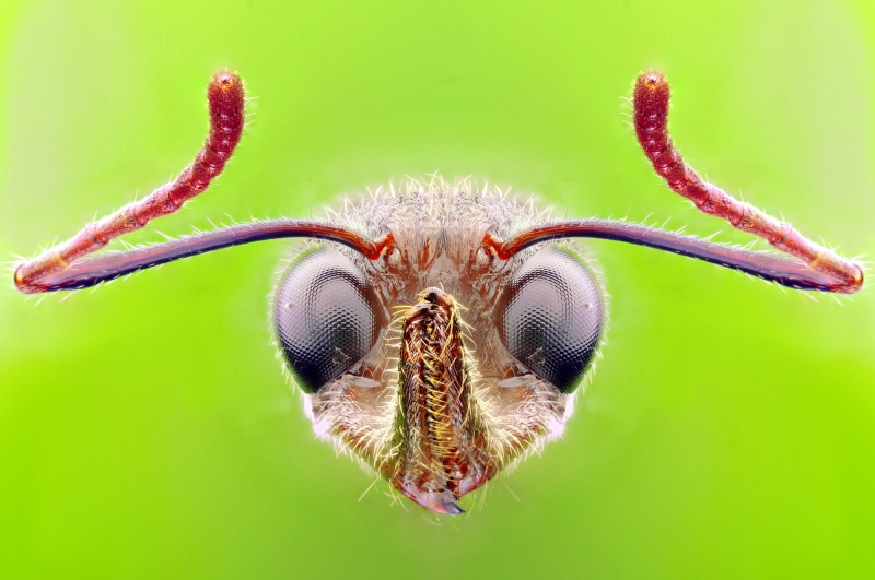 点击大图看下一张：蚂蚁图片微距