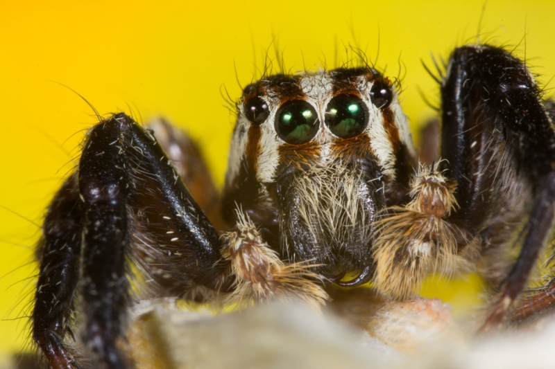 点击大图看下一张：跳蛛图片近距