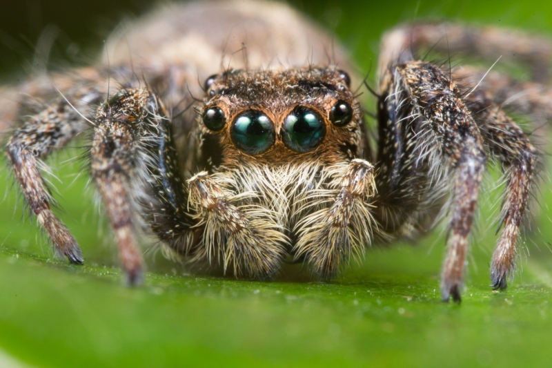 点击大图看下一张：跳蛛图片近距