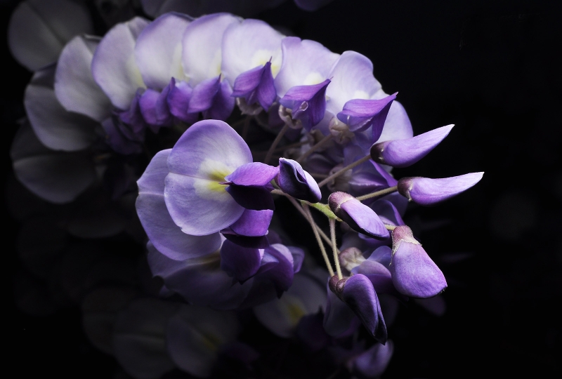 点击大图看下一张：高清紫藤图片