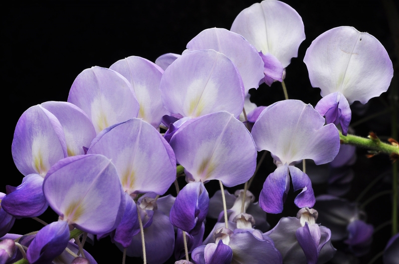 点击大图看下一张：高清紫藤图片