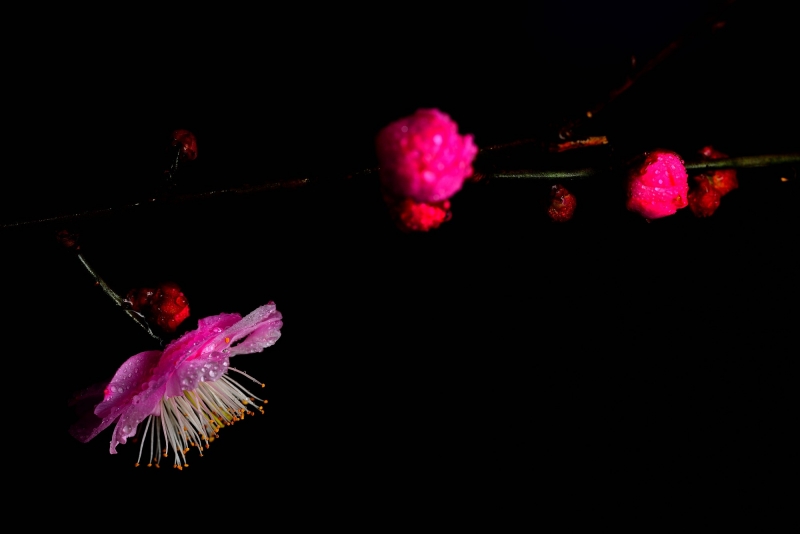 点击大图看下一张：红色和白色的梅花图片