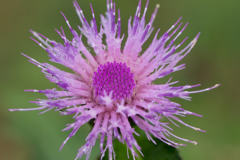 点击大图看下一张：藿香蓟图片