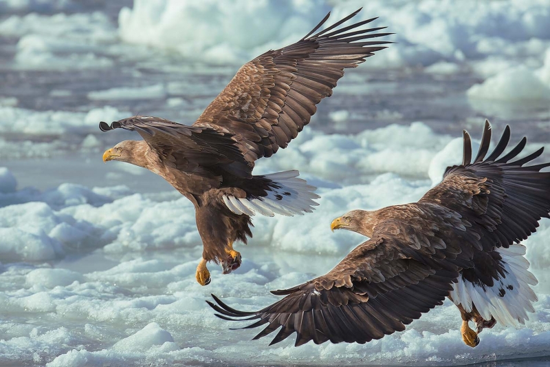 点击大图看下一张：白尾海雕图片