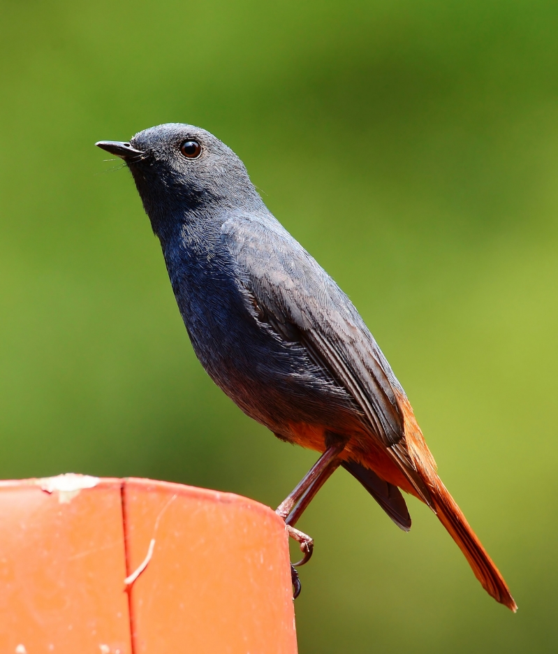 点击大图看下一张：红尾水鸲图片