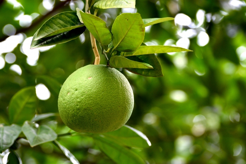 点击大图看下一张：青色柚子图片