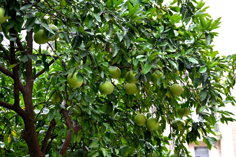 点击大图看下一张：青色柚子图片