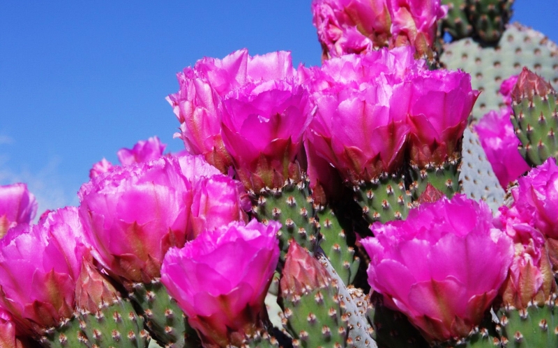 点击大图看下一张：仙人掌花图片