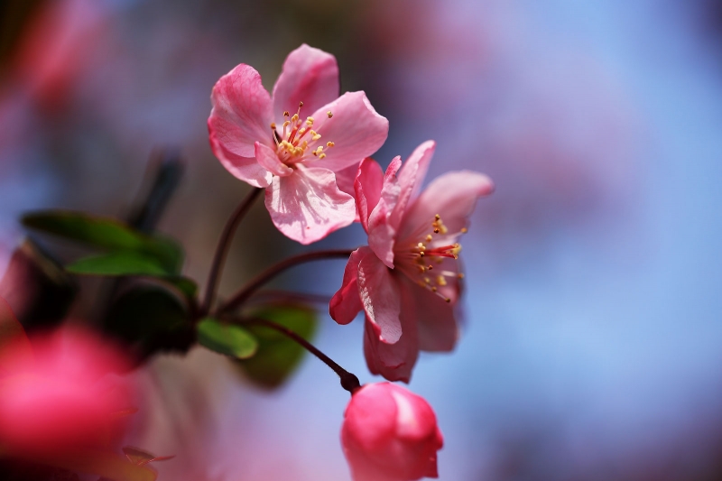 点击大图看下一张：樱桃花图片