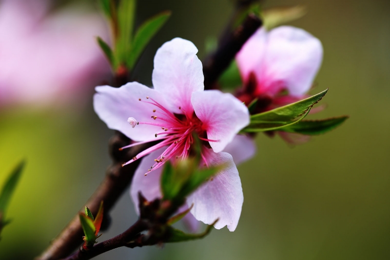 点击大图看下一张：樱桃花图片