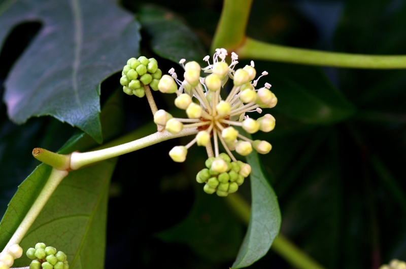 点击大图看下一张:八角金盘图片