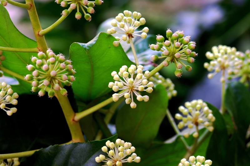 点击大图看下一张:八角金盘图片