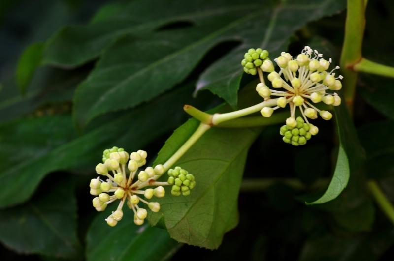 点击大图看下一张：八角金盘图片