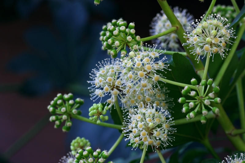 点击大图看下一张:八角金盘图片