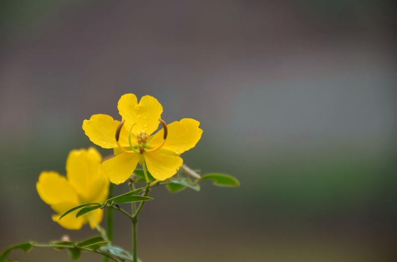 点击大图看下一张：黄槐图片