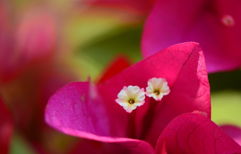 点击大图看下一张：三角梅图片