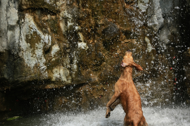 点击大图看下一张：戏水的狗狗图片