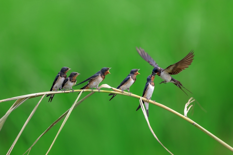 点击大图看下一张：一群小燕子图片