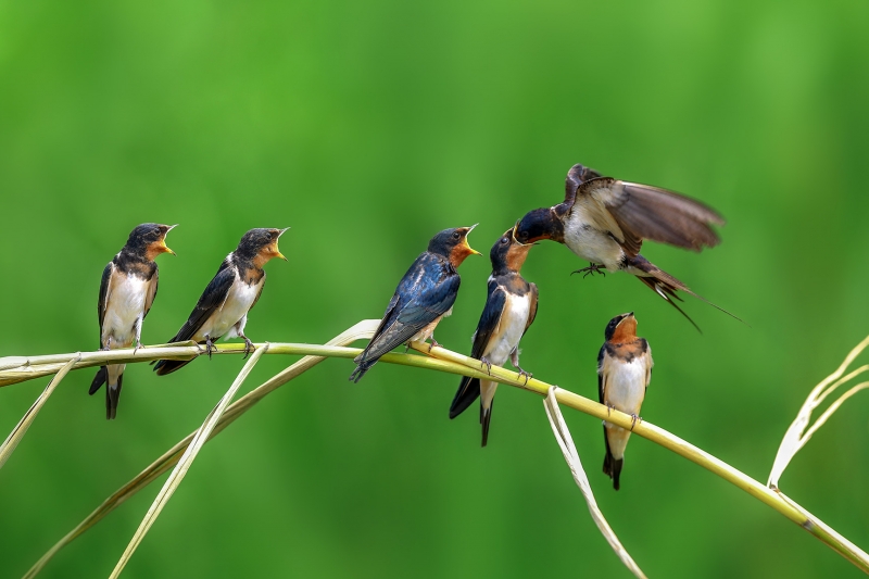 点击大图看下一张：一群小燕子图片