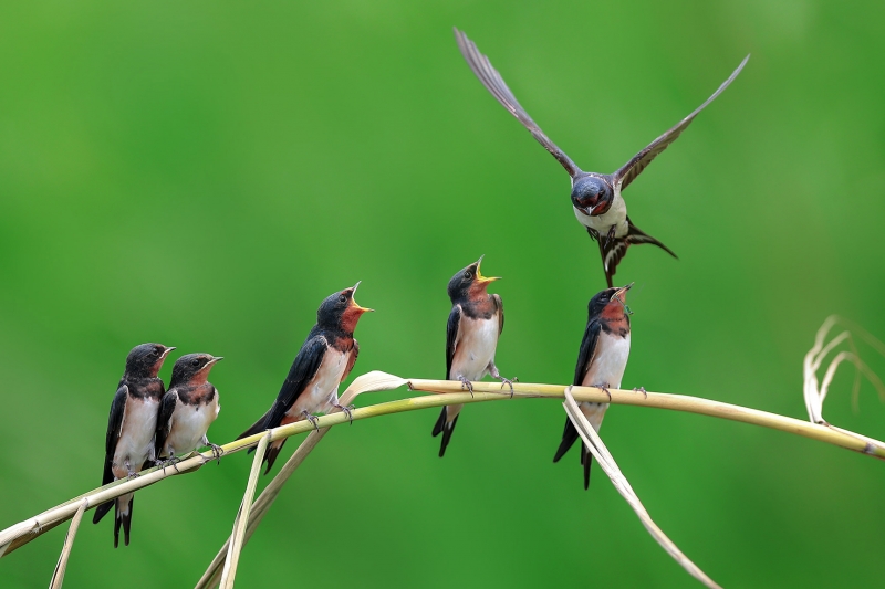 点击大图看下一张：一群小燕子图片