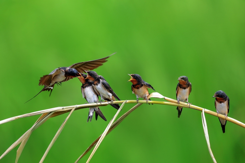 点击大图看下一张：一群小燕子图片
