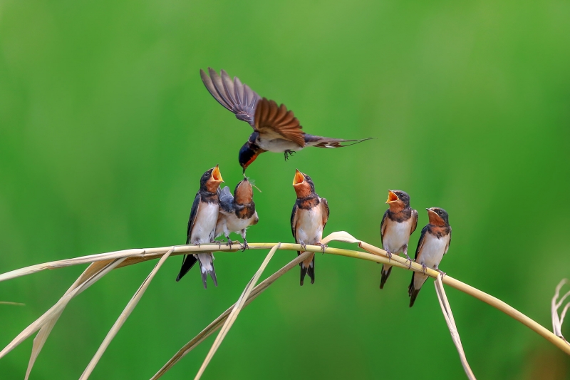点击大图看下一张：一群小燕子图片