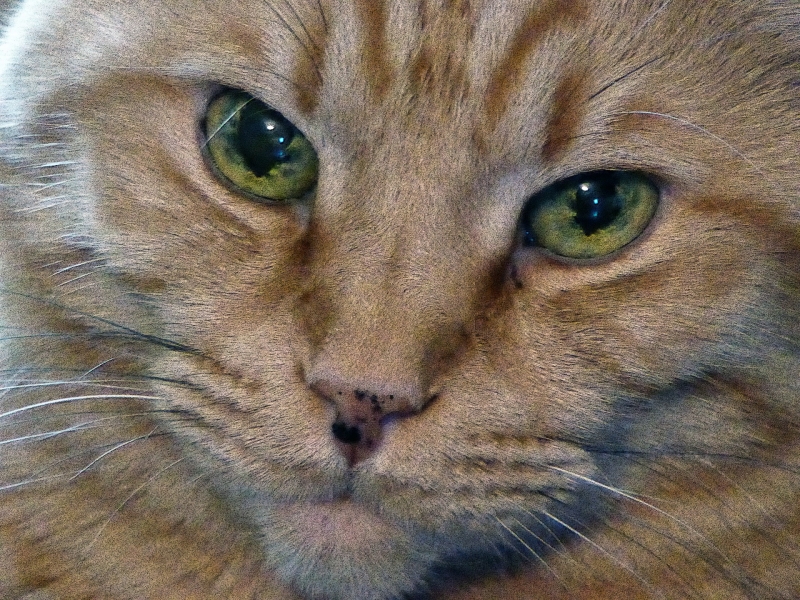 点击大图看下一张：猫咪头部特写图片