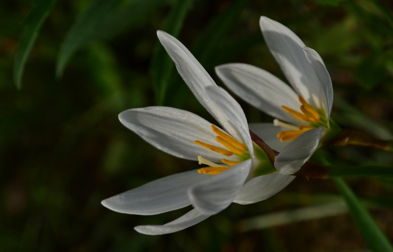 点击大图看下一张：白色石蒜花图片