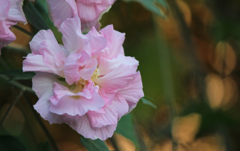 点击大图看下一张：芙蓉花的图片