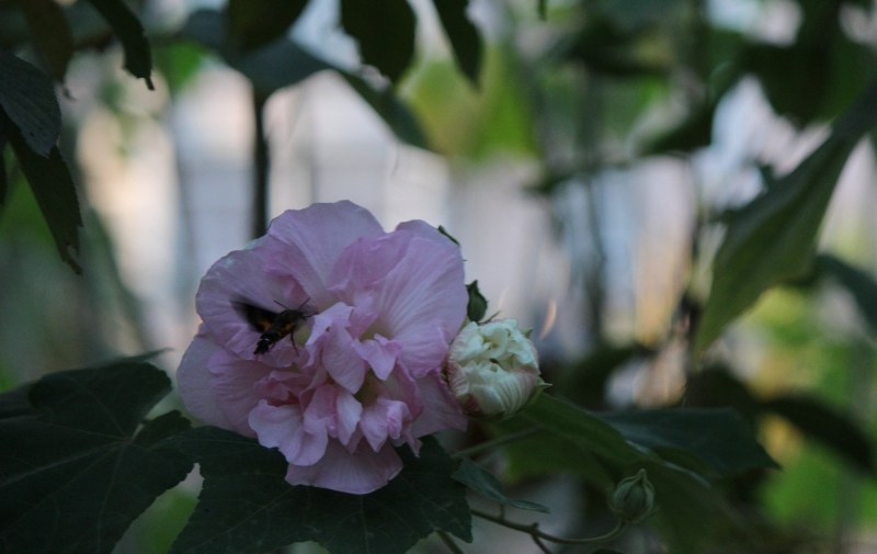 点击大图看下一张：芙蓉花的图片