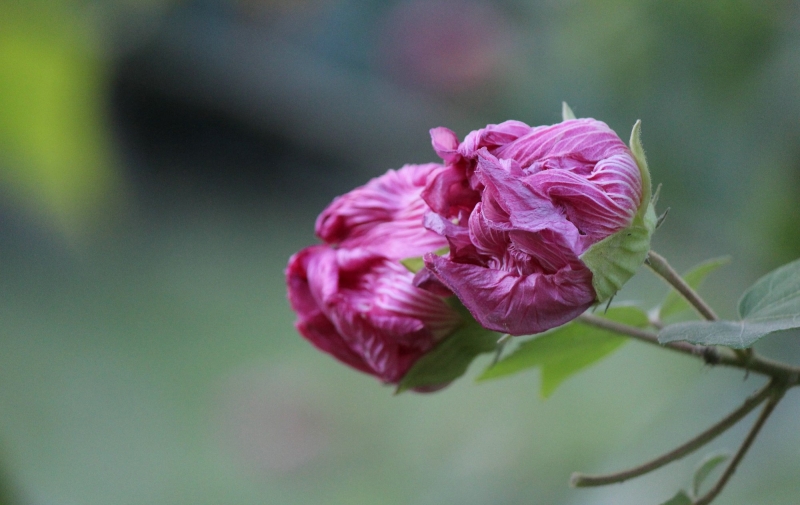 点击大图看下一张：芙蓉花的图片